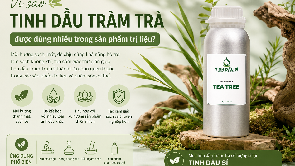 Vì sao tinh dầu Tràm Trà được dùng nhiều trong sản phẩm trị liệu?